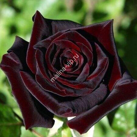 Роза Черная Магия Отзывы Фото